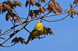 163 Warbler,Yellow, 2023-05070053 Ipswitch river Wildlife Sanctuary,  MA